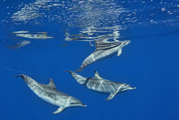 Dolphins swimming in ocean