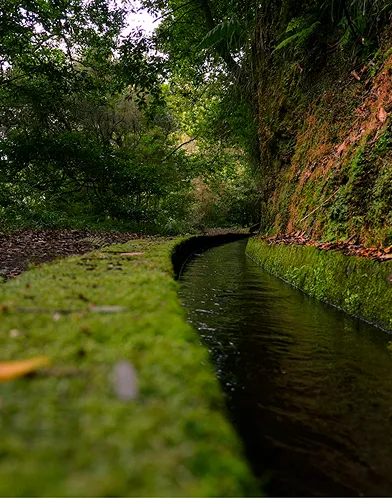 Laurisilva forest stream