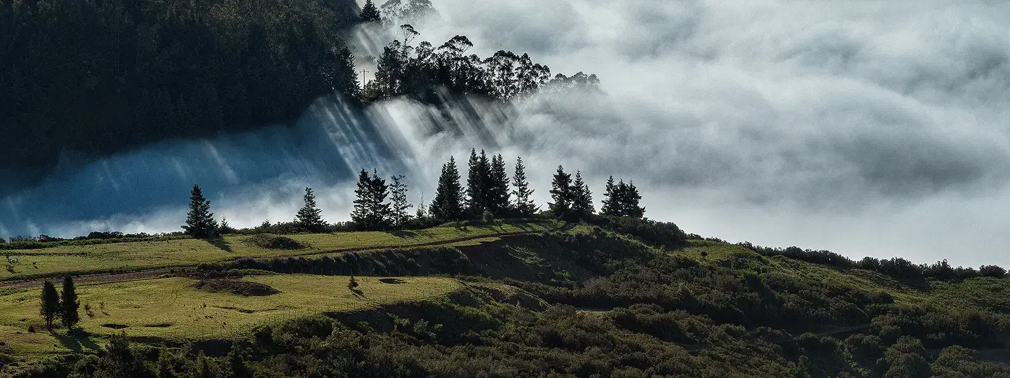 Cows grazing in Madeira mountains