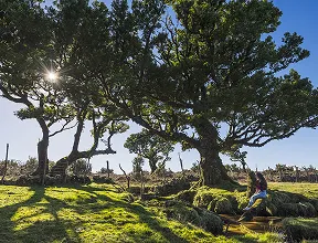 Misty Laurisilva forest