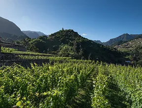 Terraced vineyards