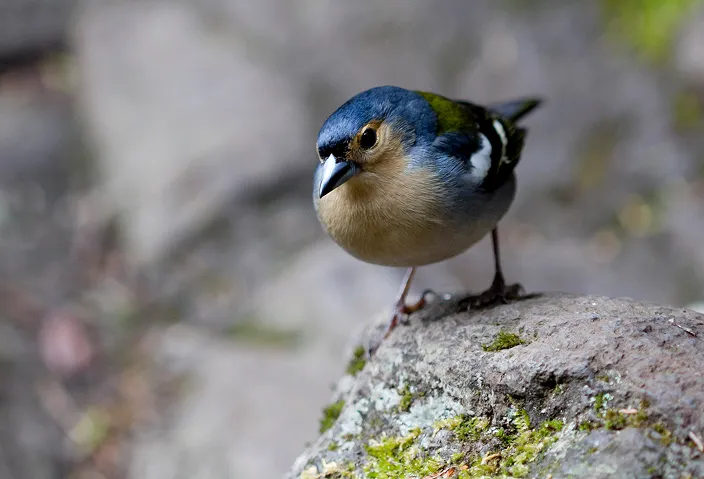 Madeira Firecrest bird
