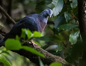 Trocaz Pigeon
