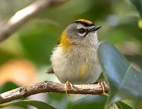 Madeira Firecrest