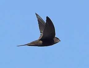 Plain Swift