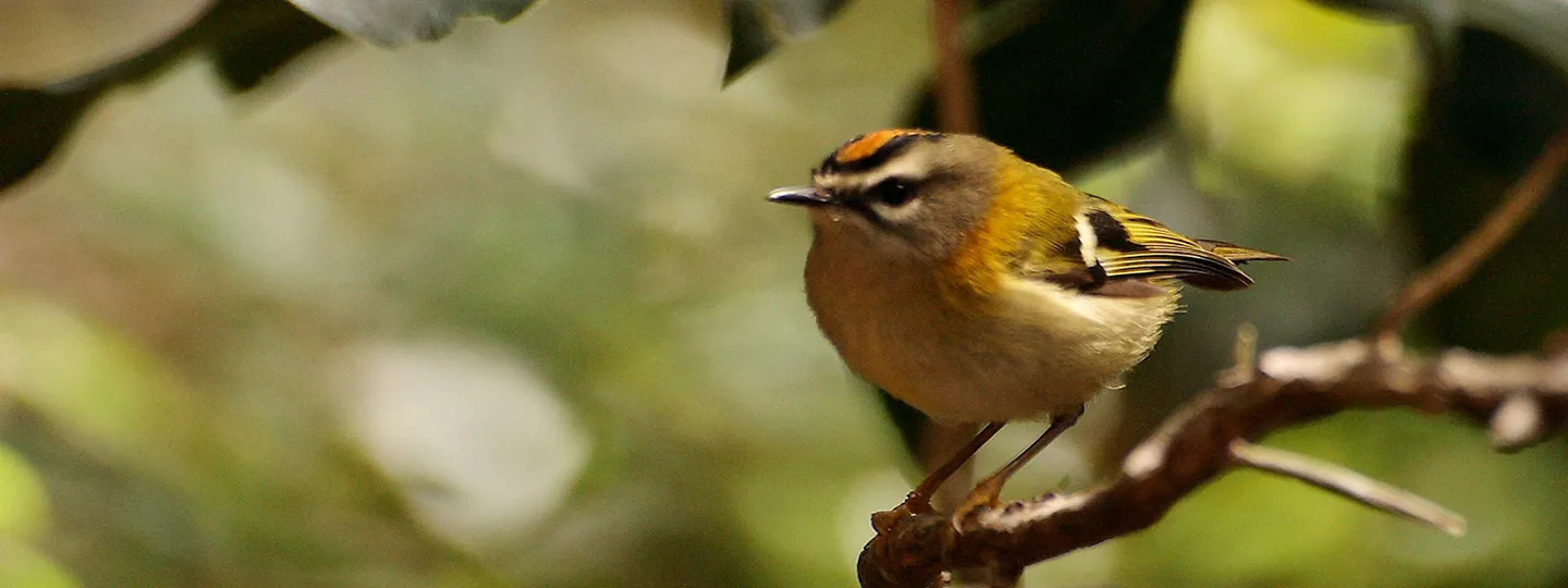 Madeira Firecrest bird