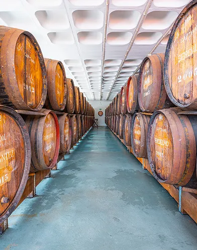 Wine barrels in cellar