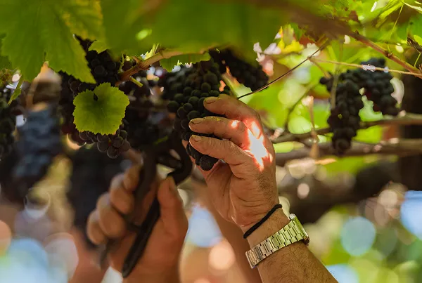 Câmara de Lobos grape harvest