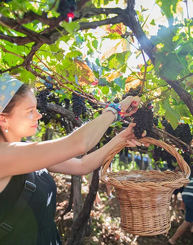 Educational vineyard tour