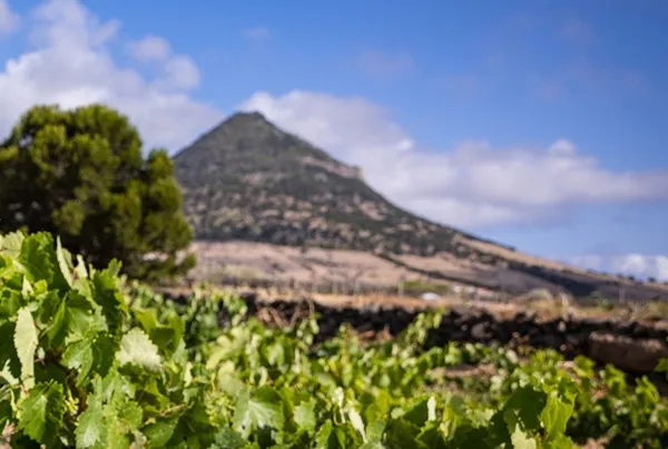 Porto Santo vineyard