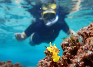 Snorkel em águas transparentes no Porto Santo