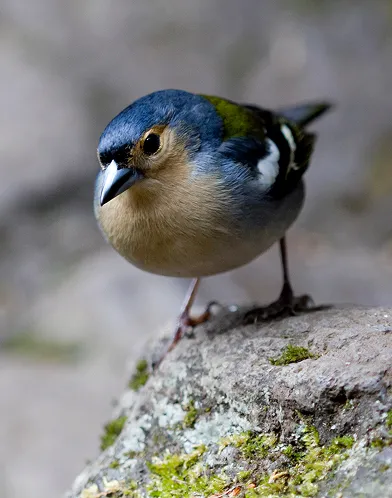 Traditional accordion player