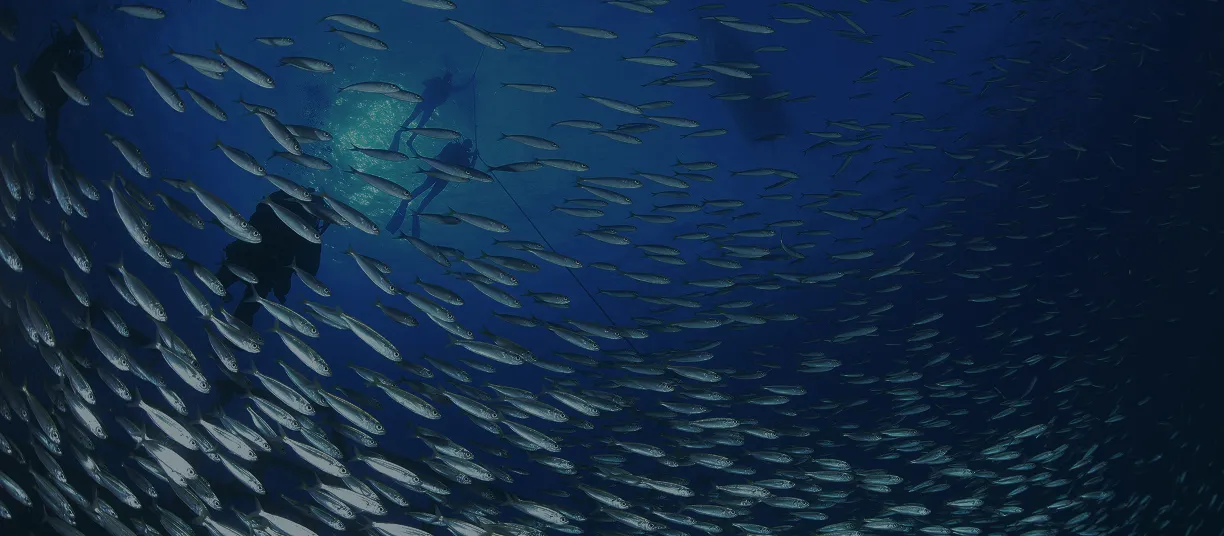 Underwater marine life in Madeira