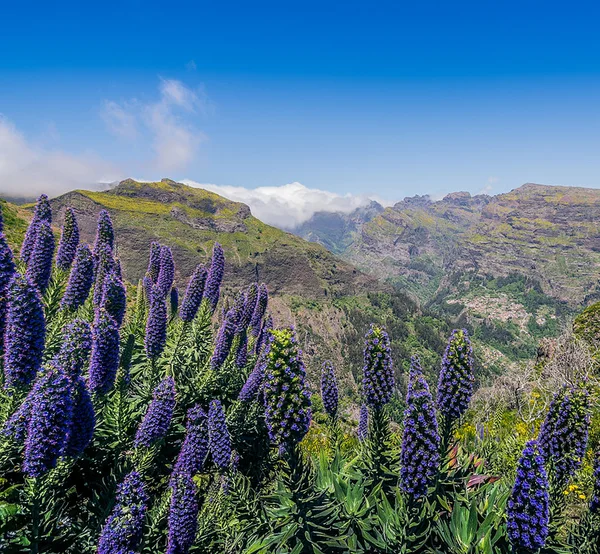 Purple echium wildflowers overlooking a green mountain valley in spring