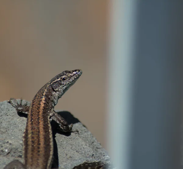 A small Madeira wall lizard perched on a rock