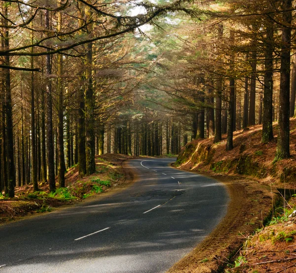 A winding forest road through tall pine trees in Madeira's highlands