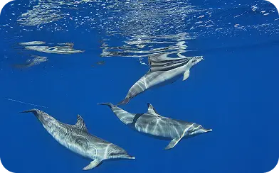 Desertas and Selvagens