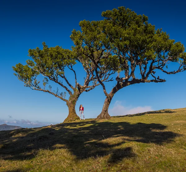 A woman standing beneath ancient laurel trees at Fanal under clear blue sky