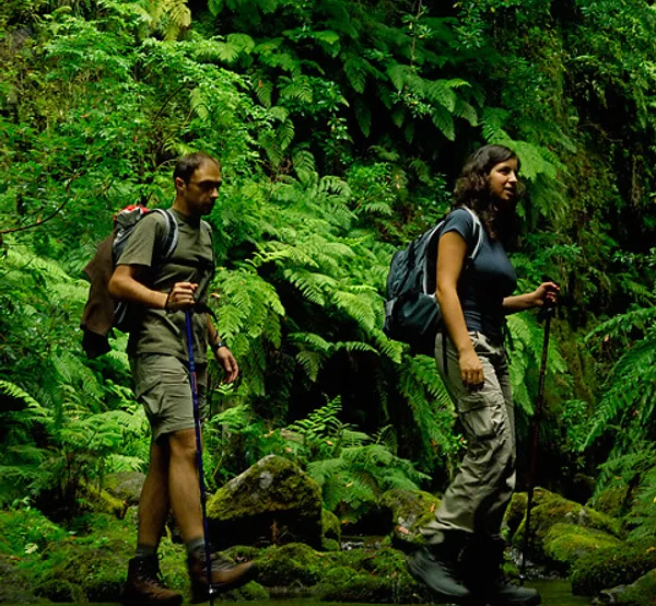 Two hikers walking beside a fern-covered riverbank in the laurel forest