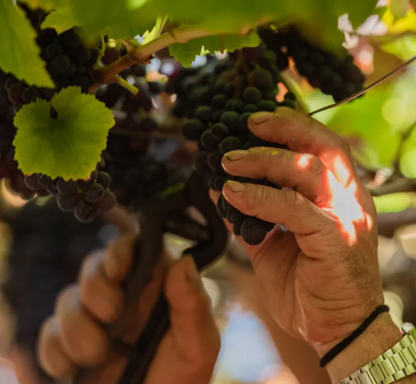 Close-up of hands harvesting dark grapes during the wine harvest